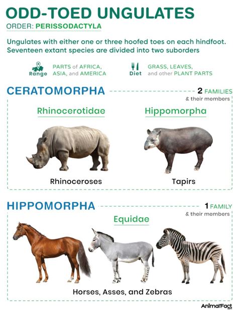 odd toed ungulate wikipedia.